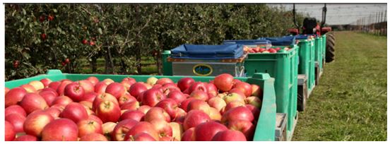 fruit pallet bin